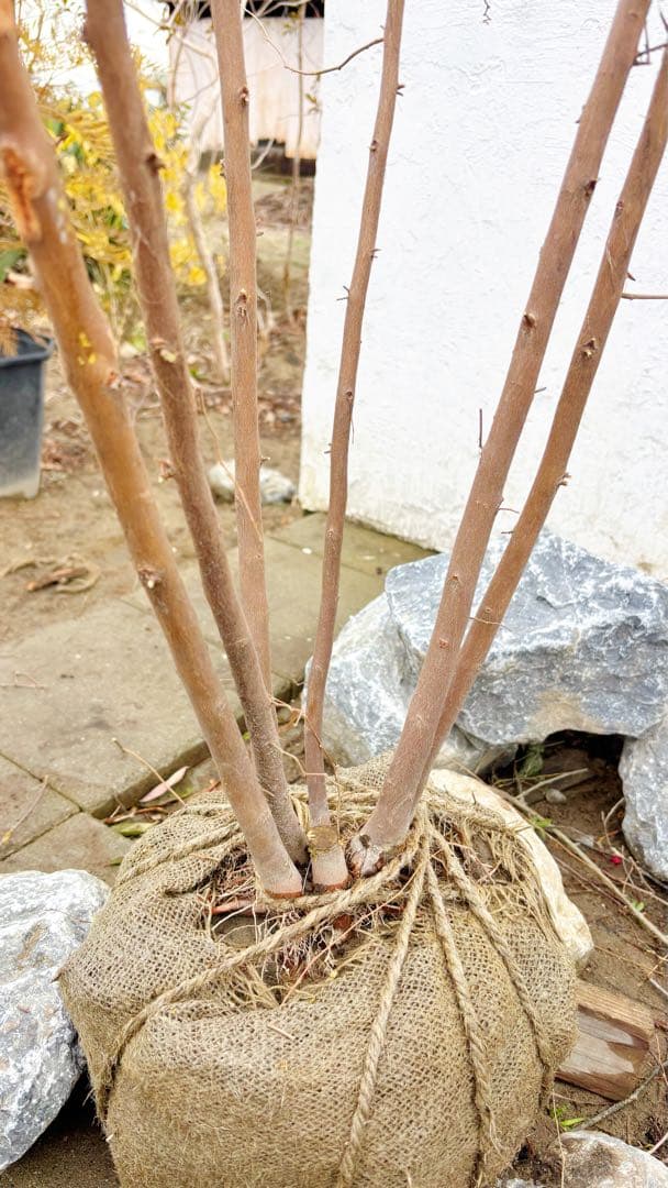 ※ふき様おまとめ専用 エゴノキ株立ち1.8M(鉢底から)