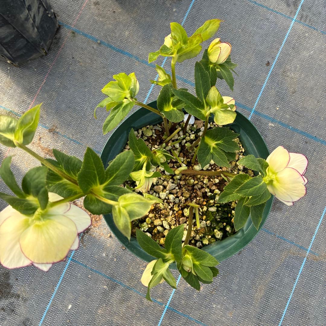 クリスマスローズ　糸ピコティ　７寸 美形　美系