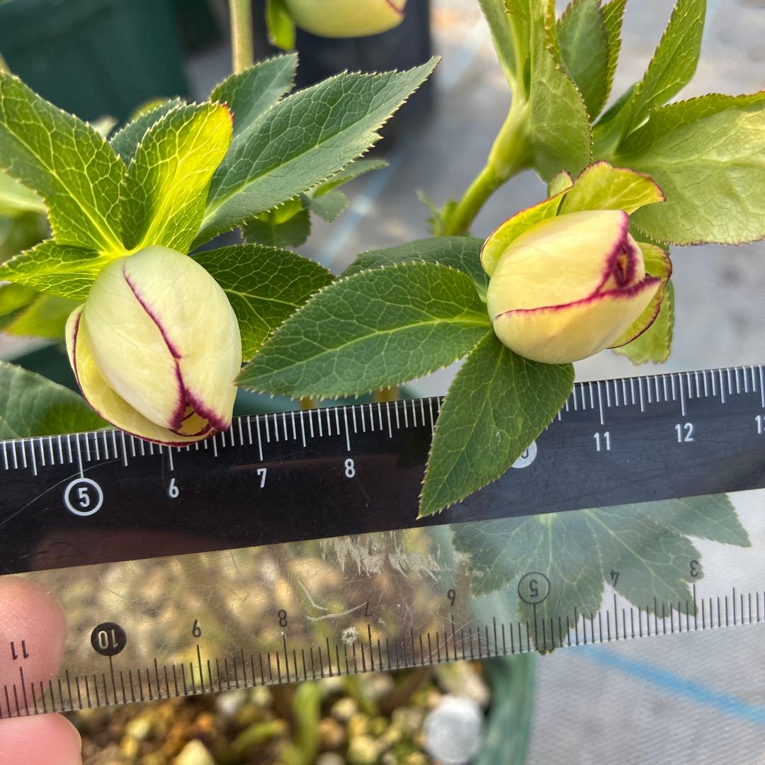 クリスマスローズ　糸ピコティ　７寸 美形　美系