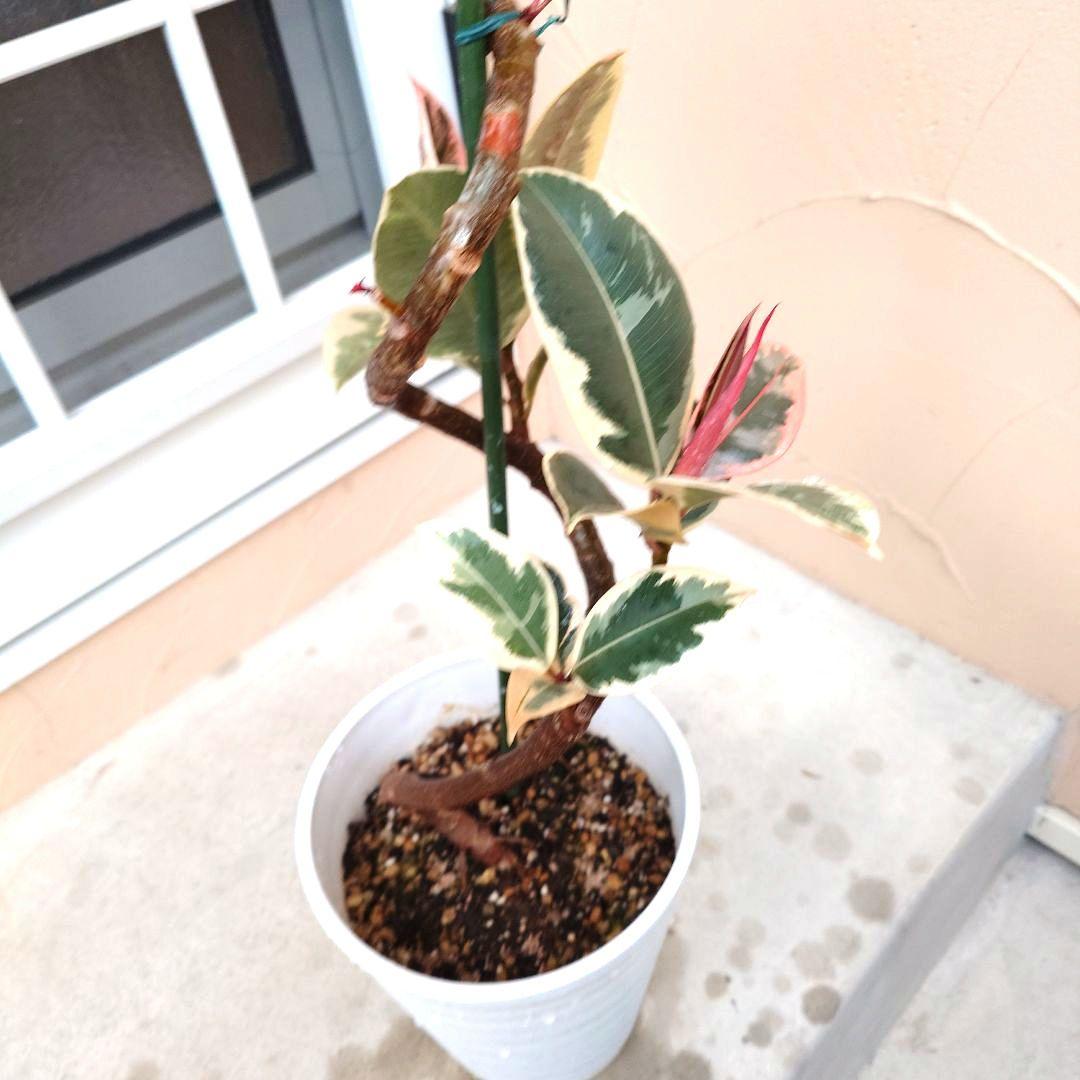 春一番セール‼️　フィカス　ティネケ　曲がり　曲げ仕立て　斑入り 　ピンク　螺旋