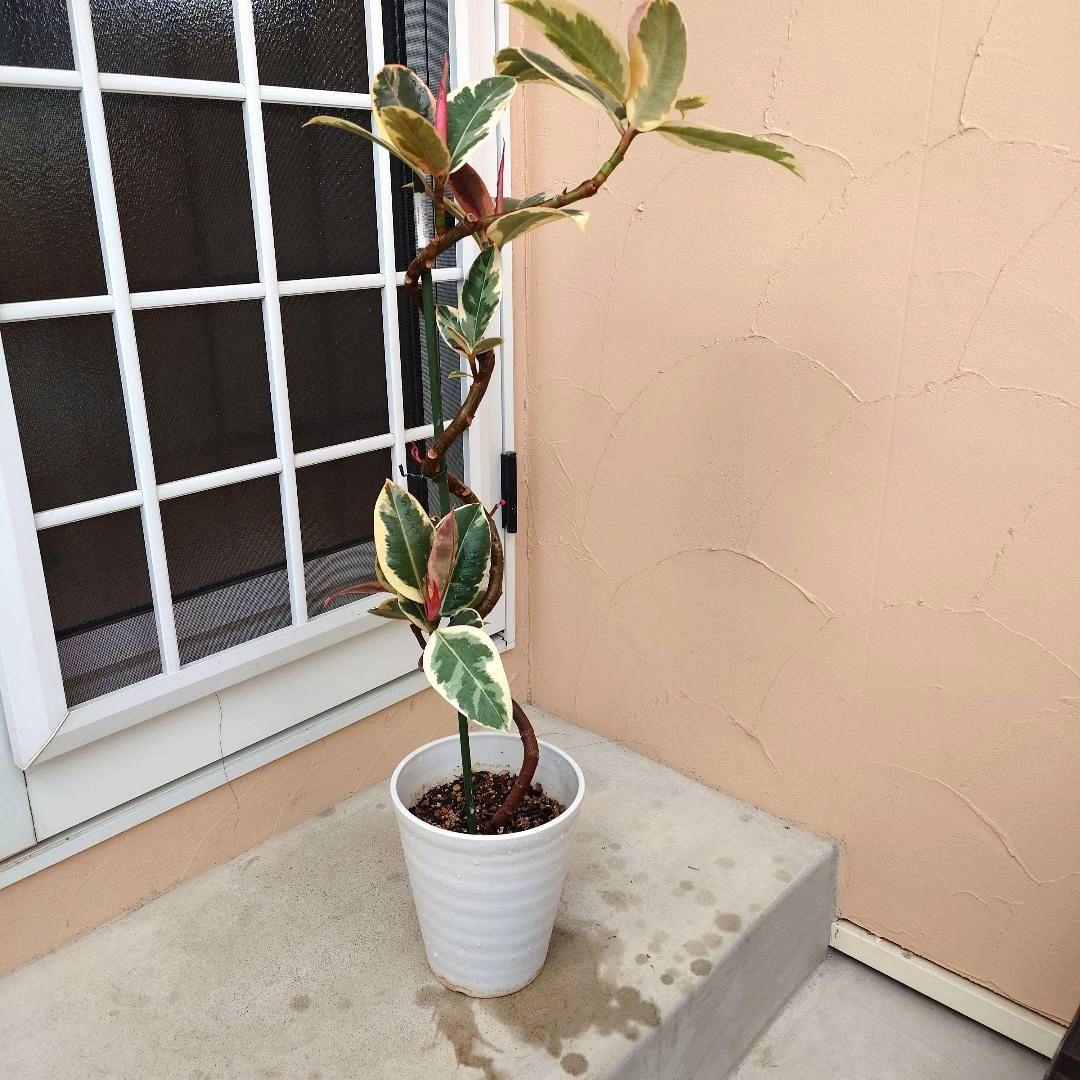 春一番セール‼️　フィカス　ティネケ　曲がり　曲げ仕立て　斑入り 　ピンク　螺旋