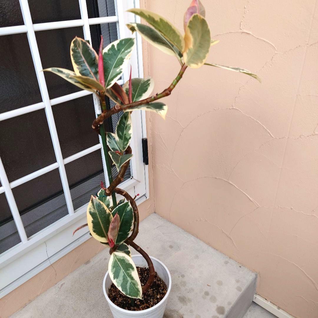 春一番セール‼️　フィカス　ティネケ　曲がり　曲げ仕立て　斑入り 　ピンク　螺旋