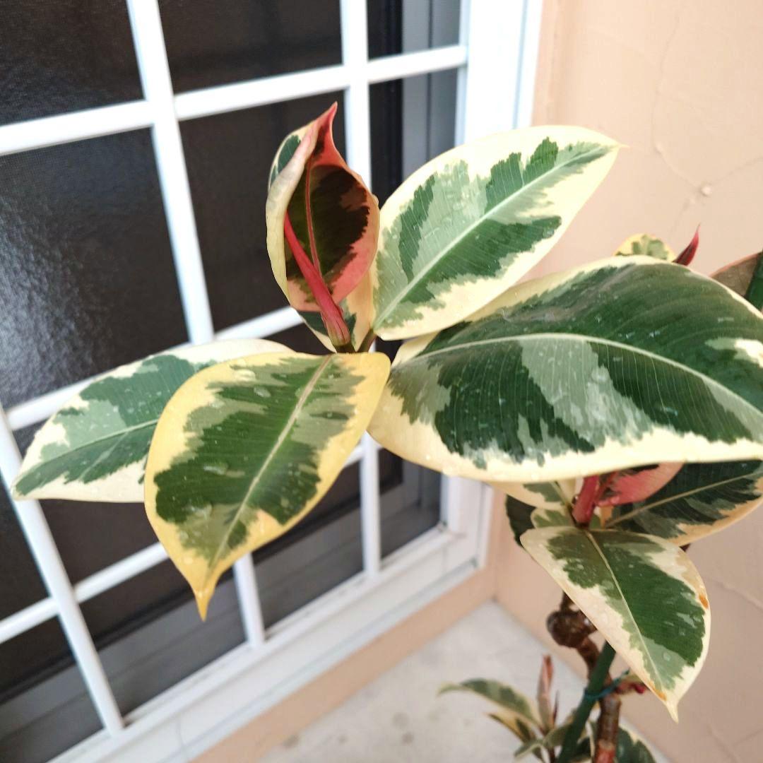 春一番セール‼️　フィカス　ティネケ　曲がり　曲げ仕立て　斑入り 　ピンク　螺旋