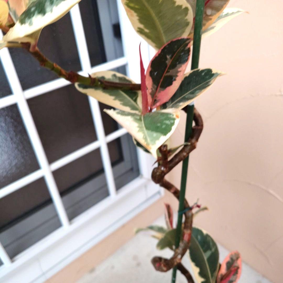 春一番セール‼️　フィカス　ティネケ　曲がり　曲げ仕立て　斑入り 　ピンク　螺旋