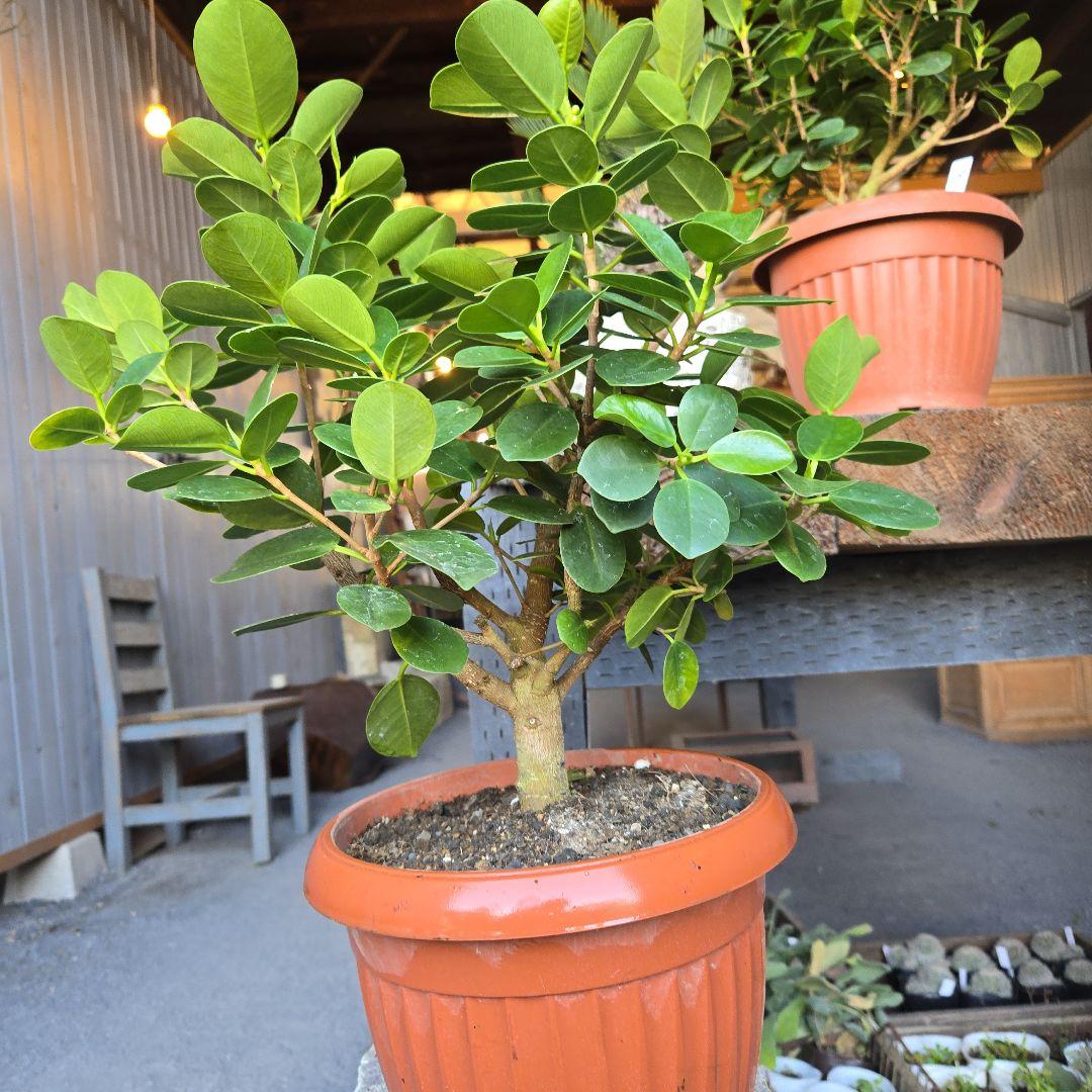 kaikai88④　パンダガジュマル　7号　盆栽仕立て