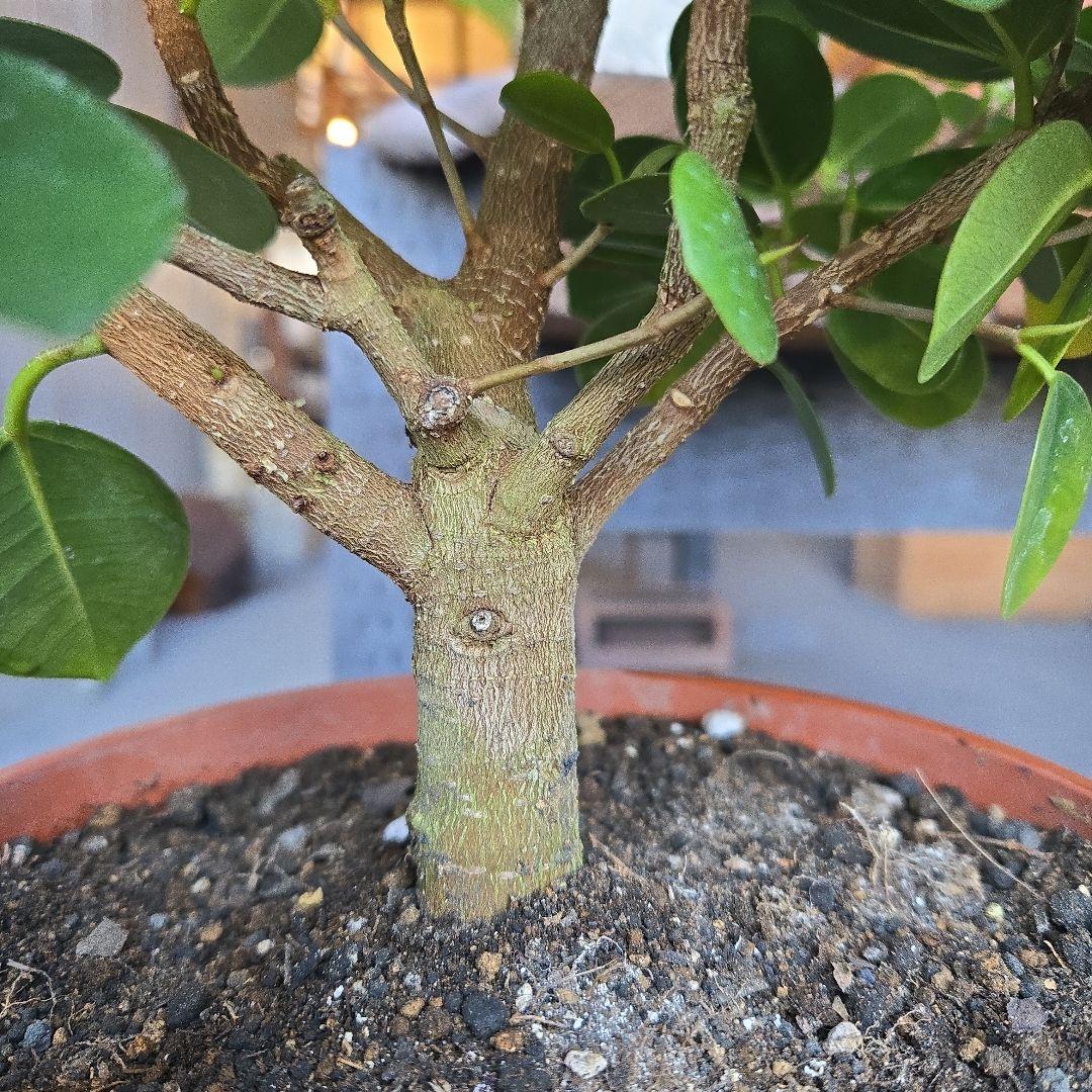 kaikai88④　パンダガジュマル　7号　盆栽仕立て