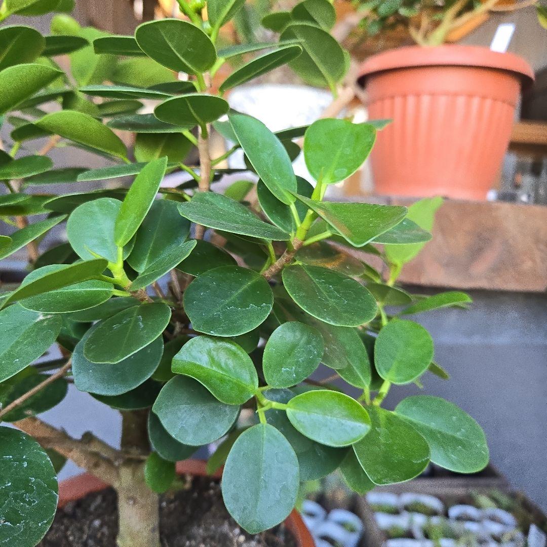 kaikai88④　パンダガジュマル　7号　盆栽仕立て