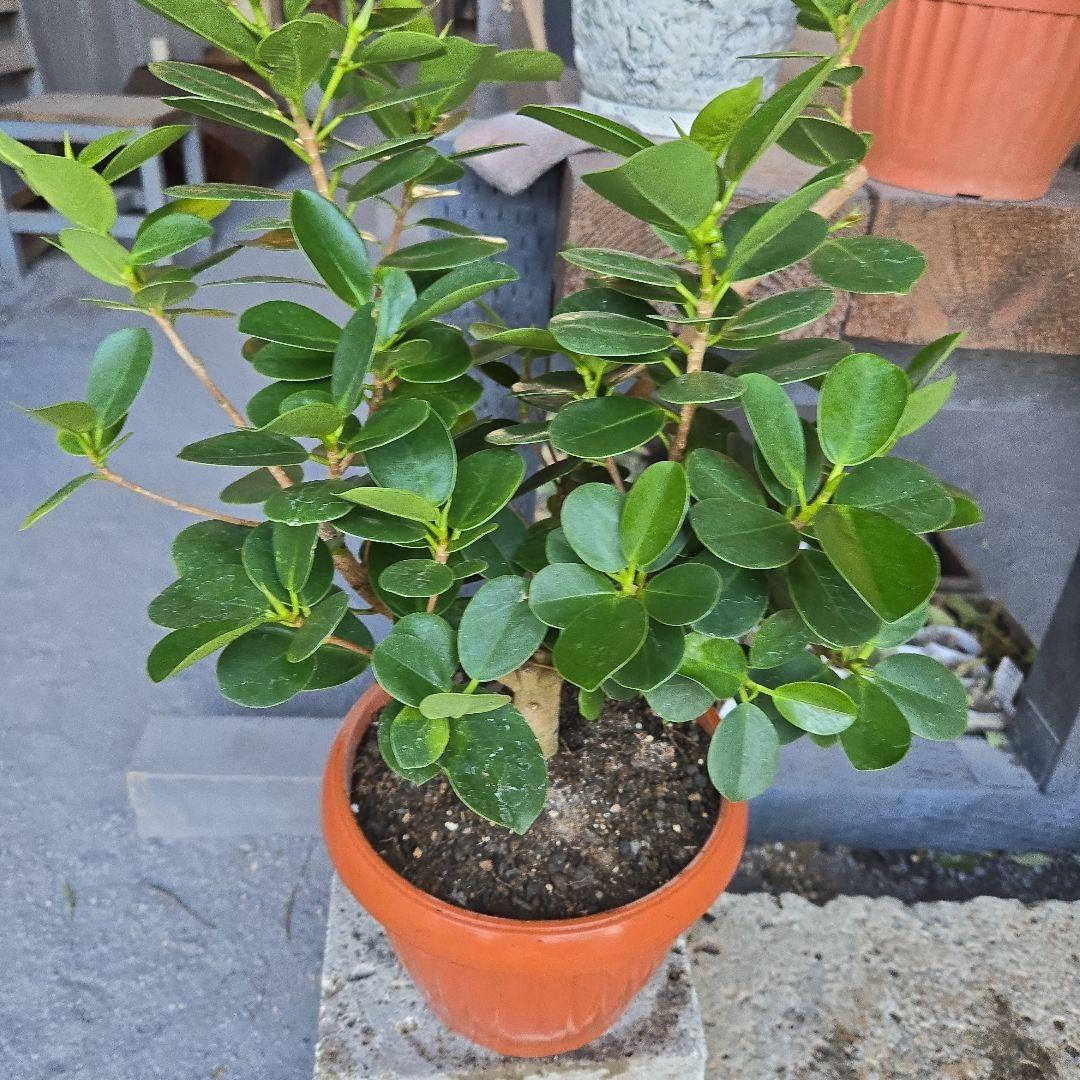 kaikai88④　パンダガジュマル　7号　盆栽仕立て