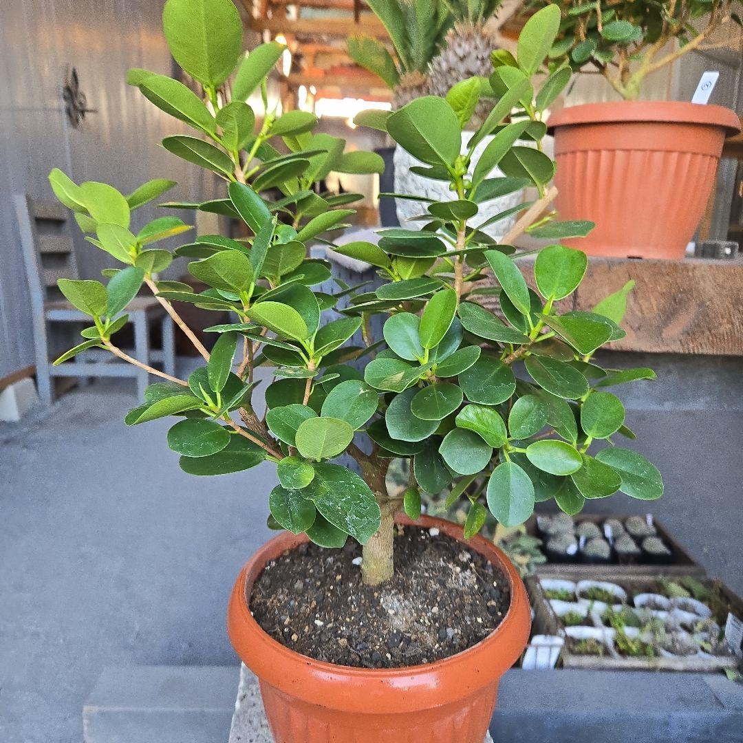 kaikai88④　パンダガジュマル　7号　盆栽仕立て