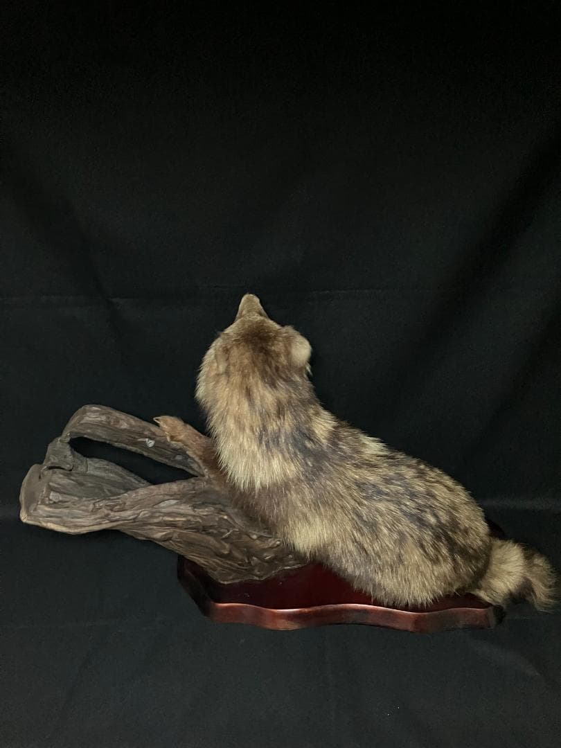 狸の剥製