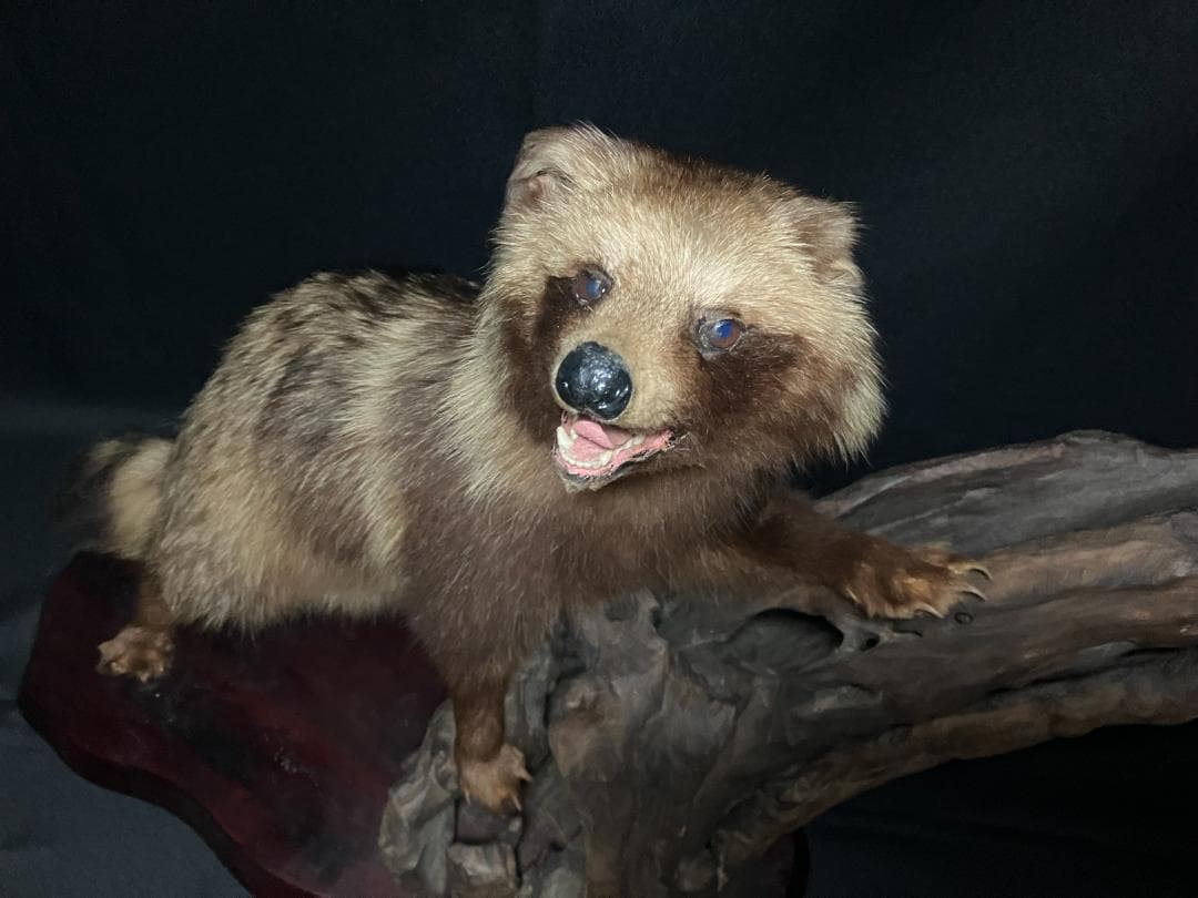 狸の剥製