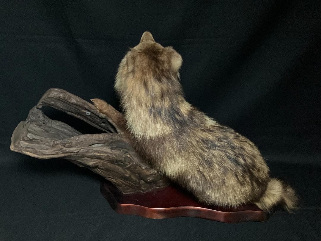 狸の剥製