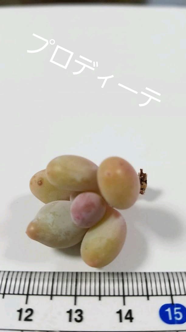 Mayu様　確認( ゜∀゜)つ　多肉植物