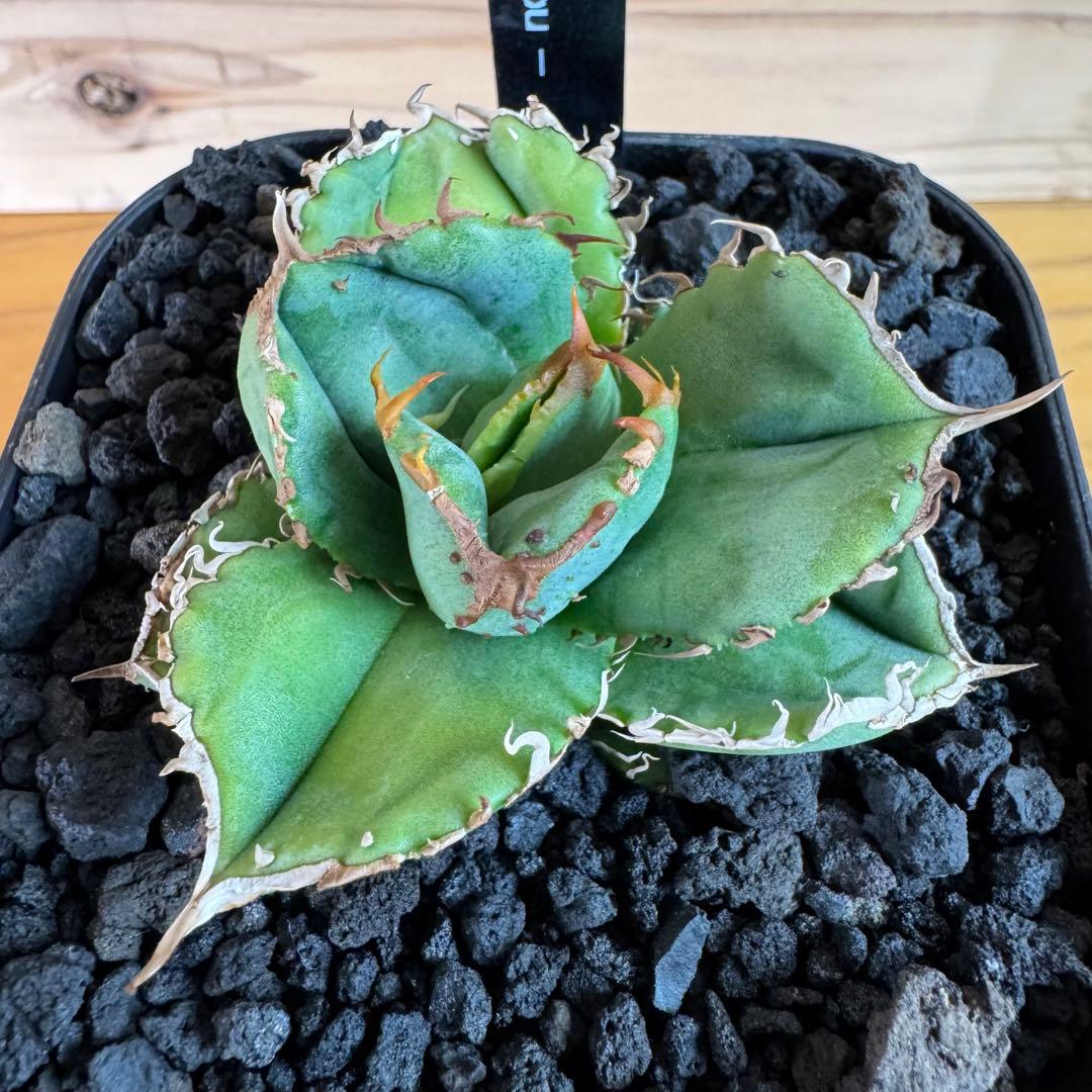 アガベ チタノタ 蚩尤 ブツブツ系　中株