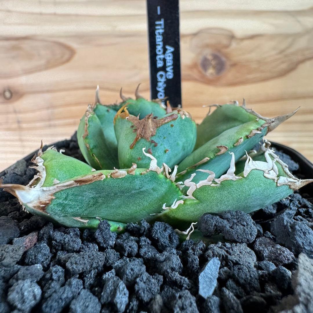 アガベ チタノタ 蚩尤 ブツブツ系　中株