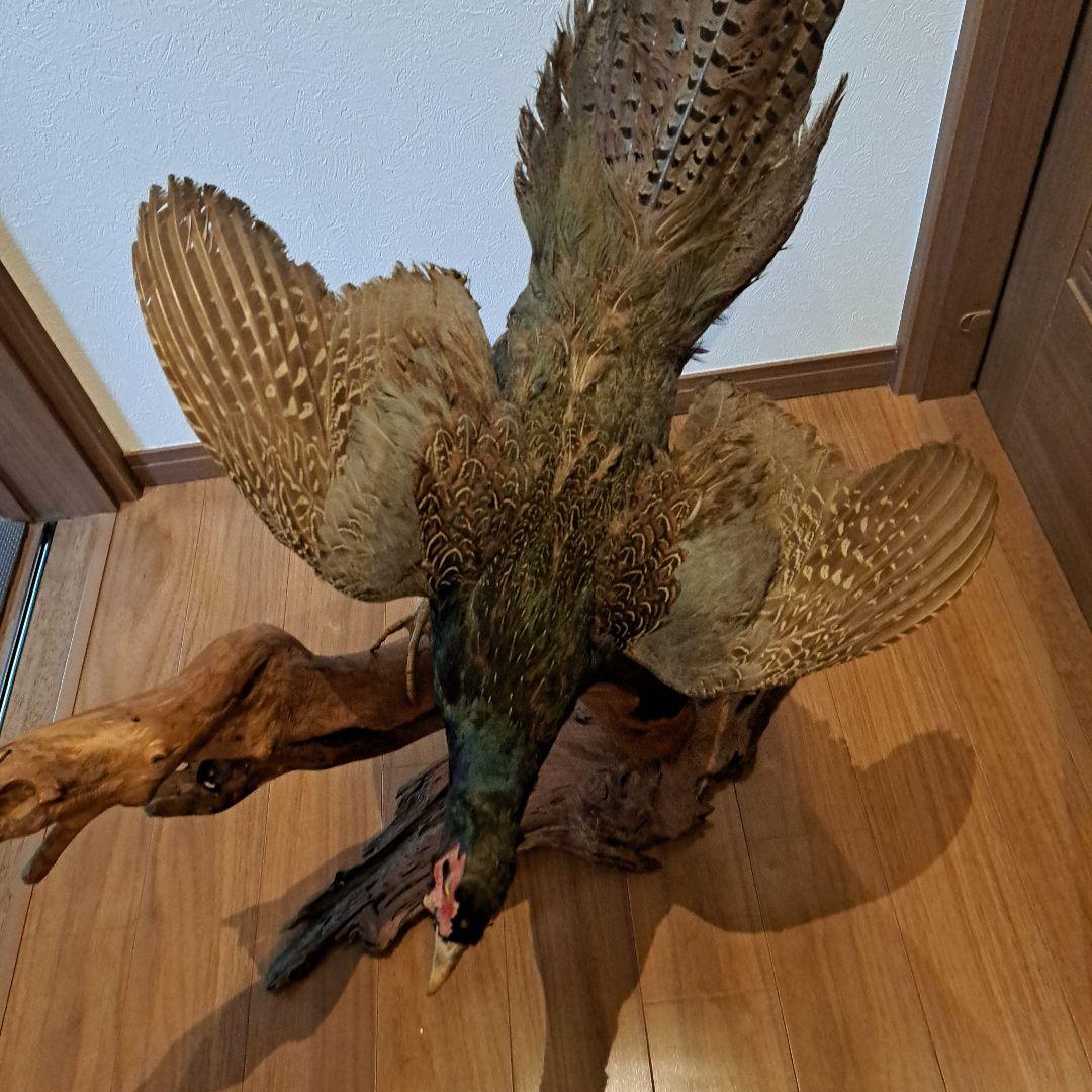 キジ　剥製