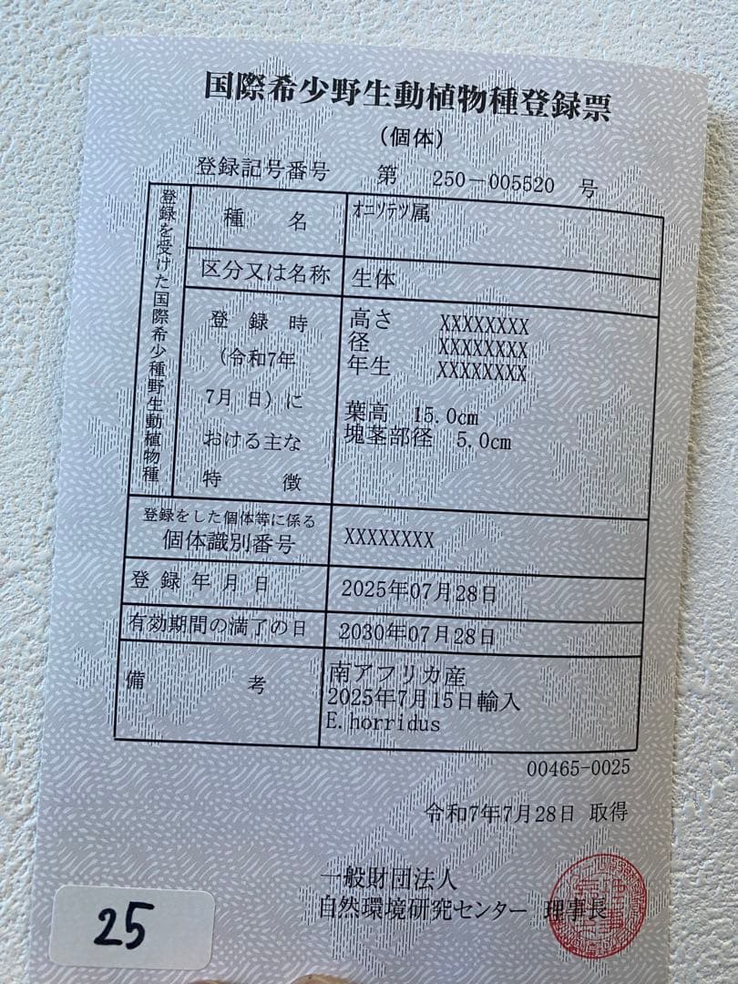 エンセファラルトスホリダス