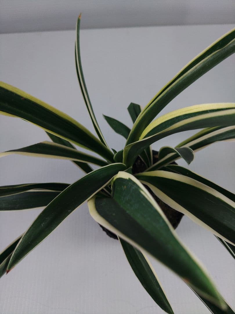 etupirka　阿波日月 4 オモト&実生No.5　2点セット送料込み