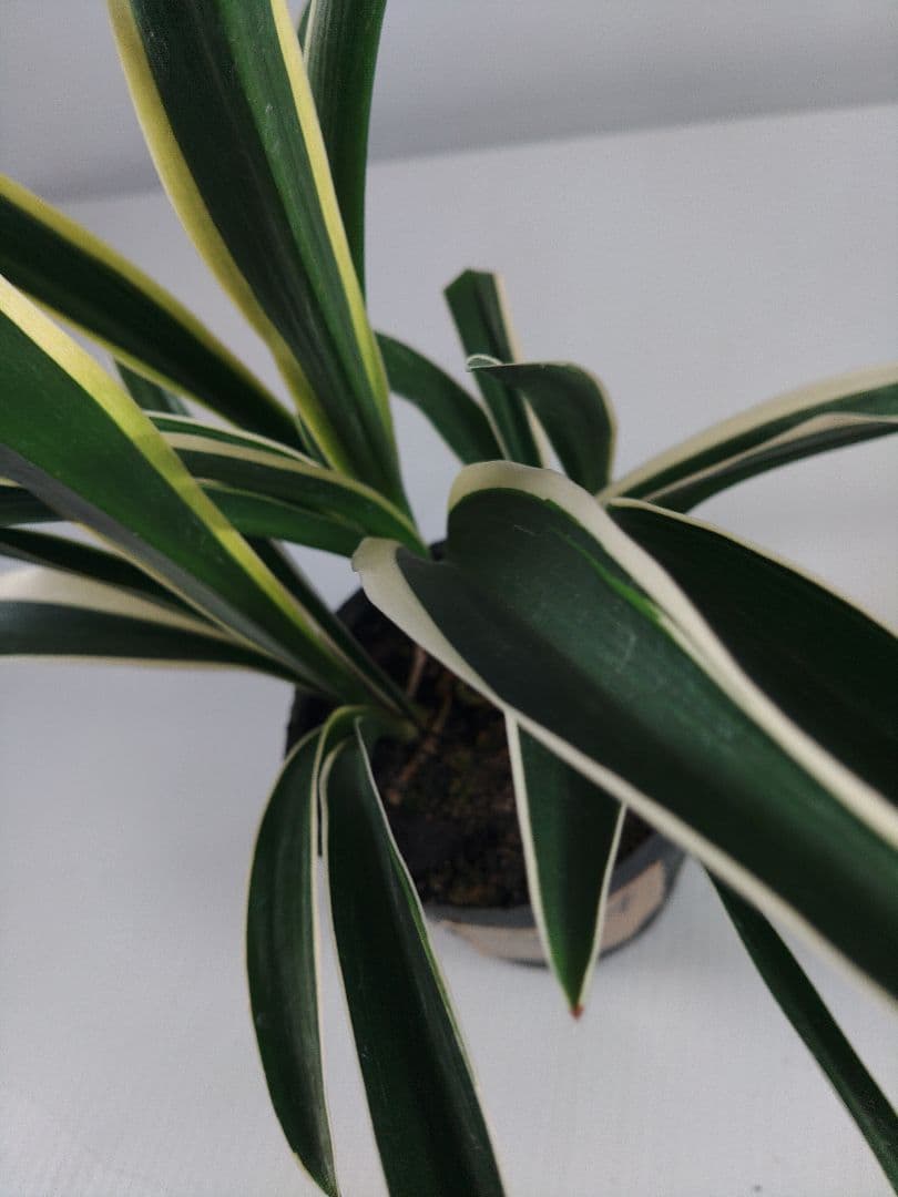 etupirka　阿波日月 4 オモト&実生No.5　2点セット送料込み