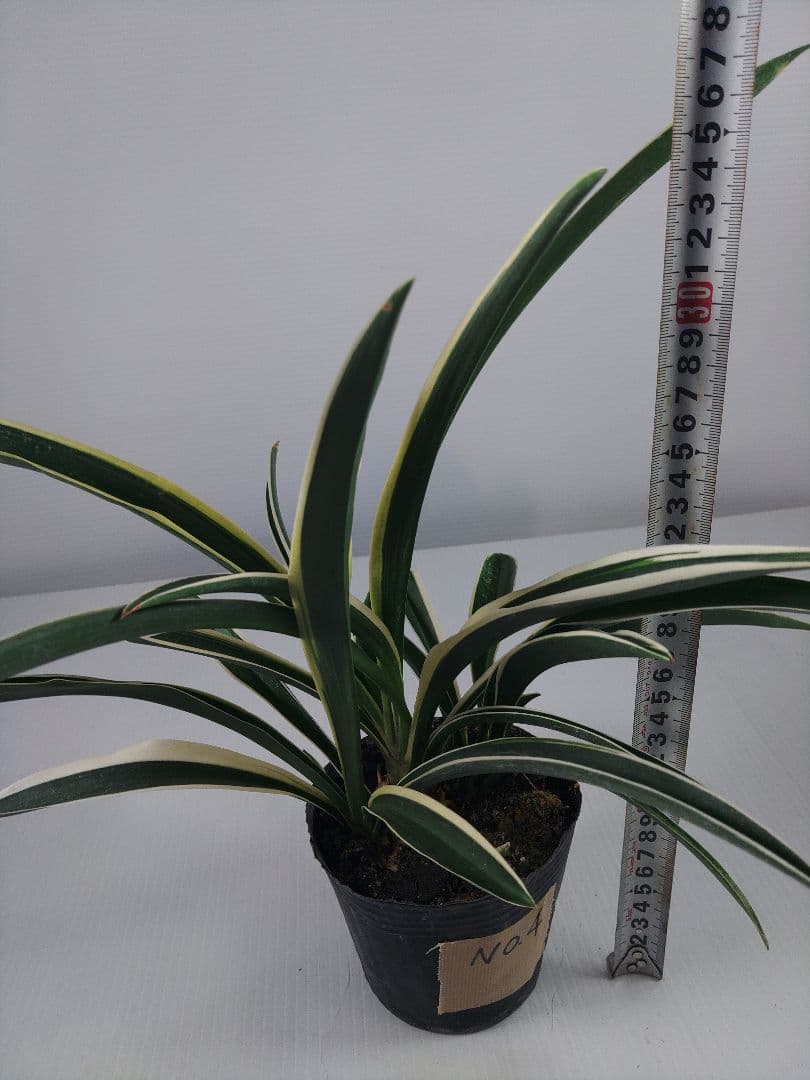 etupirka　阿波日月 4 オモト&実生No.5　2点セット送料込み