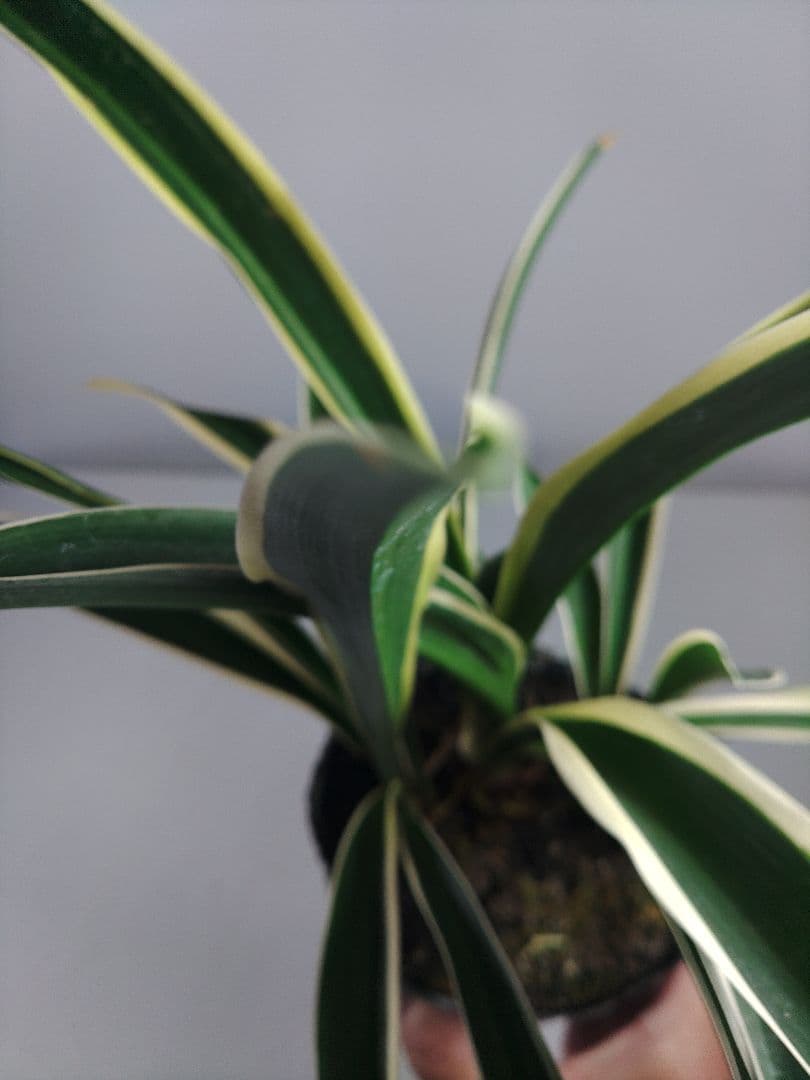 etupirka　阿波日月 4 オモト&実生No.5　2点セット送料込み