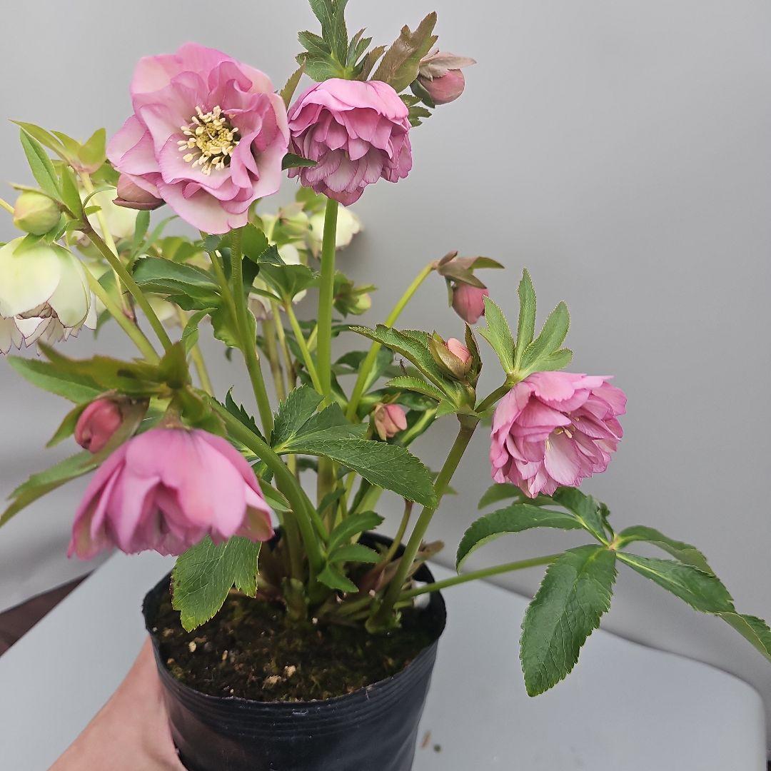 クリスマスローズ５号ピコティ×ピンク二種植え