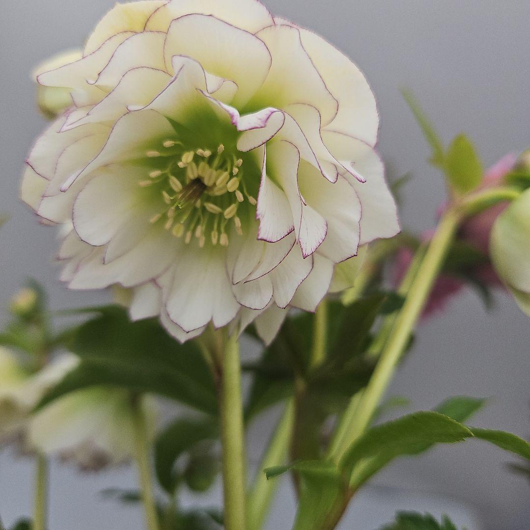 クリスマスローズ５号ピコティ×ピンク二種植え