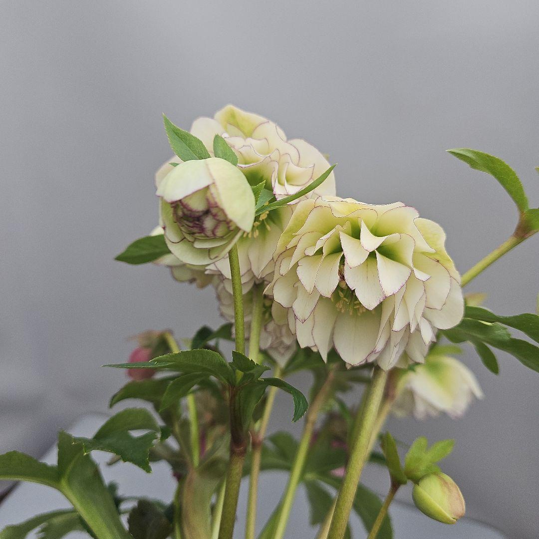 クリスマスローズ５号ピコティ×ピンク二種植え