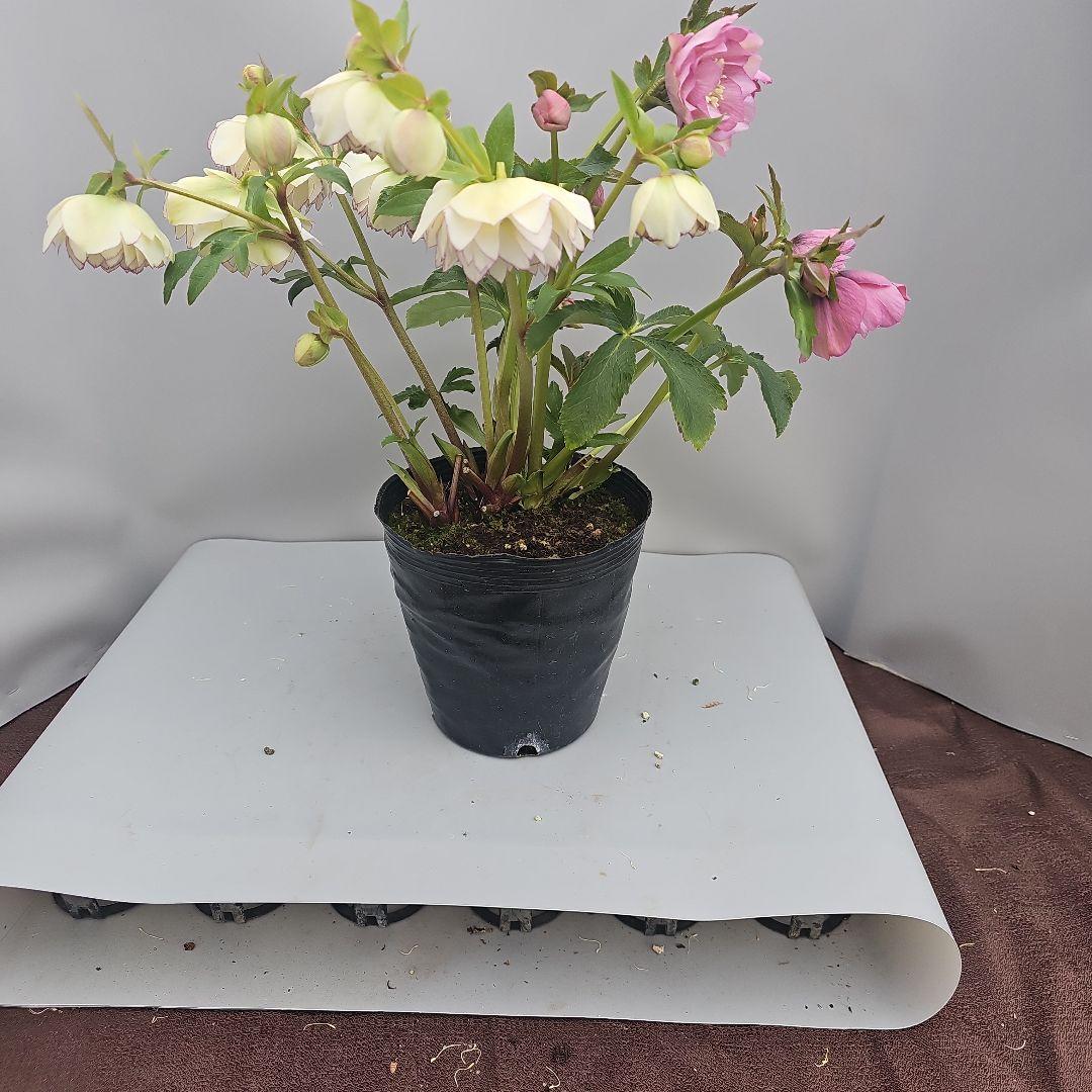 クリスマスローズ５号ピコティ×ピンク二種植え