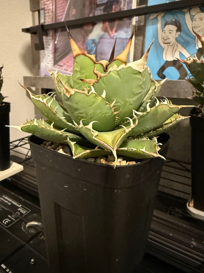 【良形】アガベ チタノタ オテロイ 親株 検)ブツブツ studs 星空 ブルー