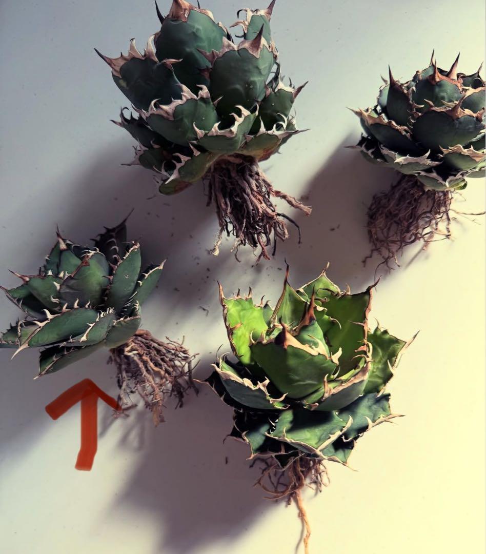 【良形】アガベ チタノタ オテロイ 親株 検)ブツブツ studs 星空 ブルー