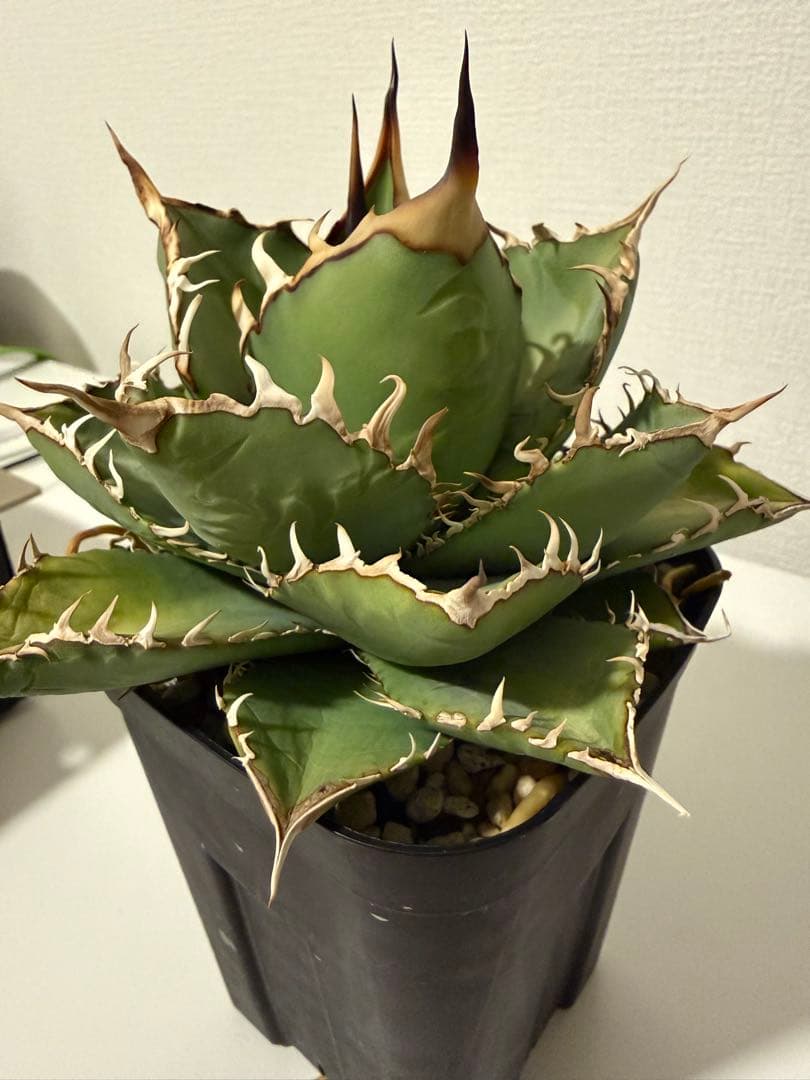 【良形】アガベ チタノタ オテロイ 親株 検)ブツブツ studs 星空 ブルー