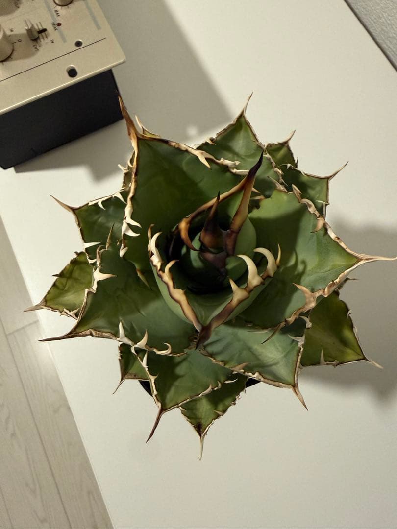 【良形】アガベ チタノタ オテロイ 親株 検)ブツブツ studs 星空 ブルー