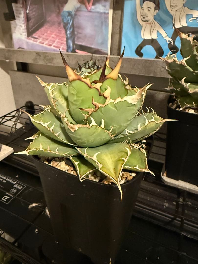 【良形】アガベ チタノタ オテロイ 親株 検)ブツブツ studs 星空 ブルー