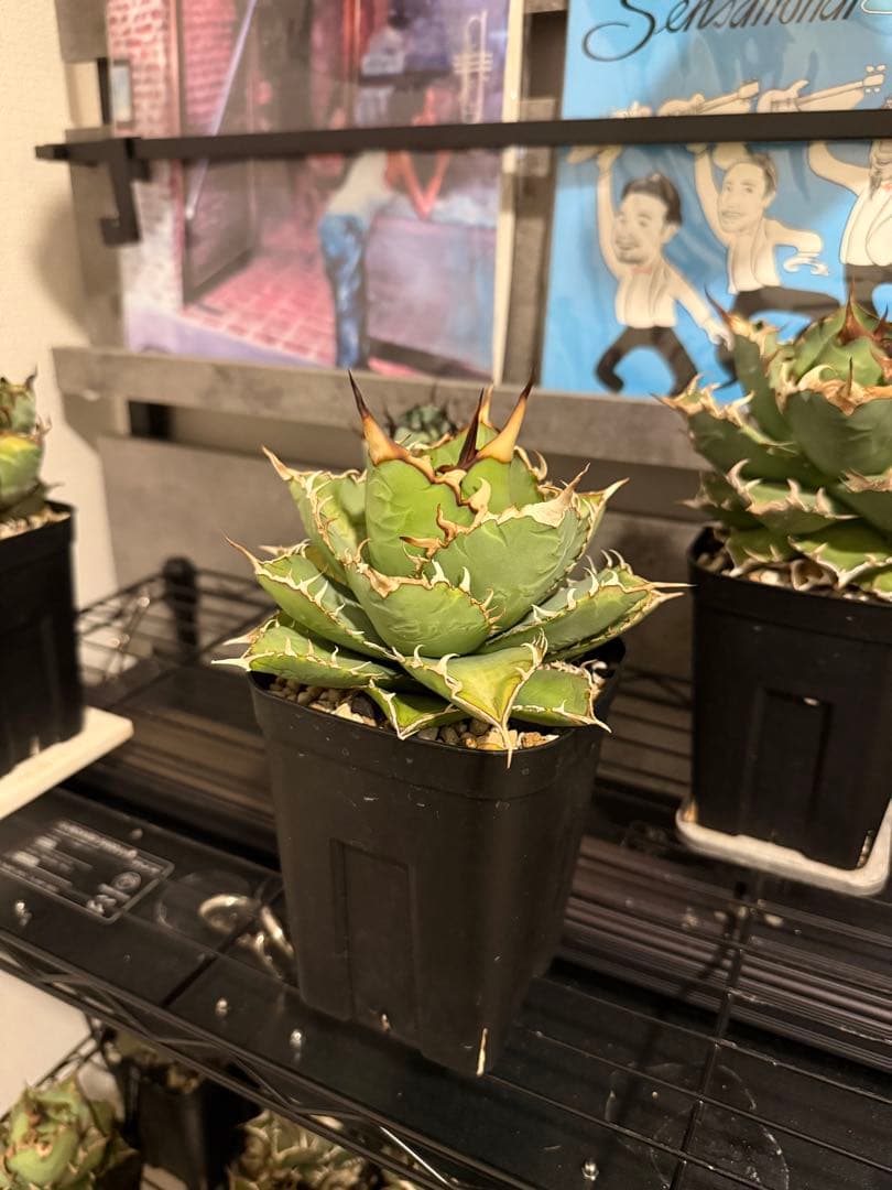 【良形】アガベ チタノタ オテロイ 親株 検)ブツブツ studs 星空 ブルー