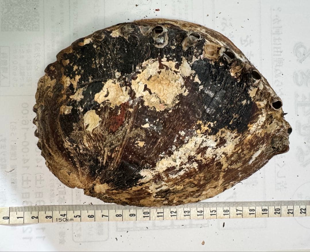 あわび　貝殻　約20×14㎝