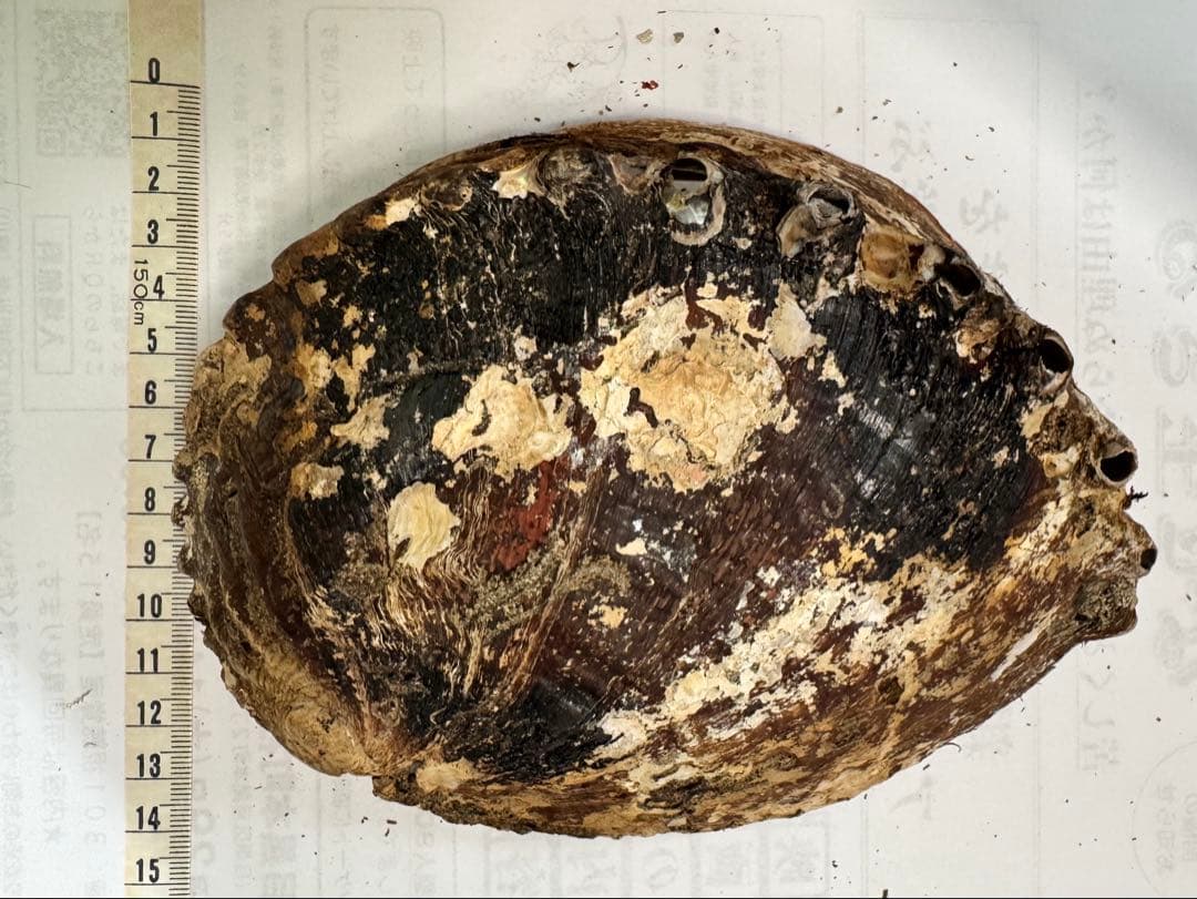 あわび　貝殻　約20×14㎝