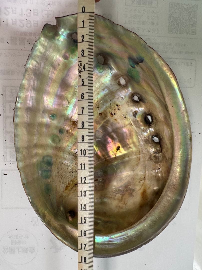 あわび　貝殻　約20×14㎝