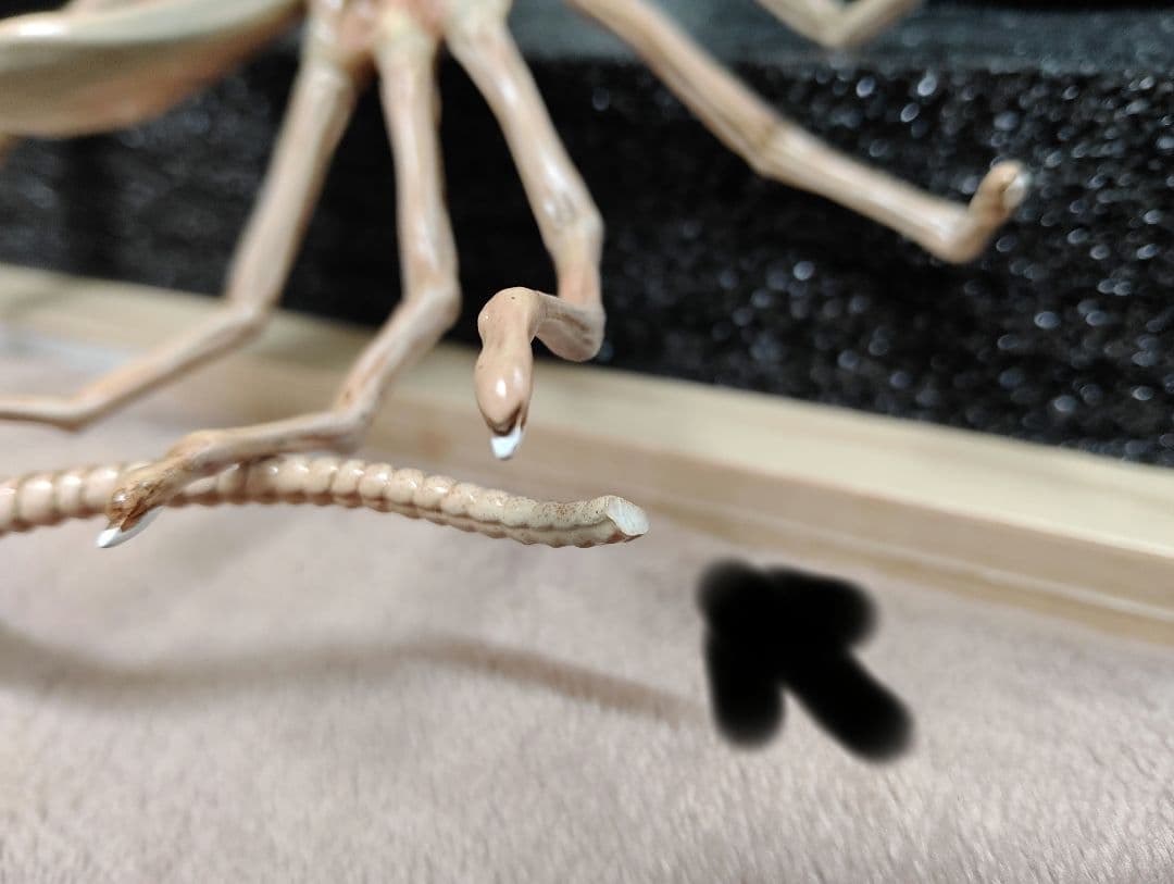 PRIME①STUDIO社製[Aliens(Open•egg:version)]