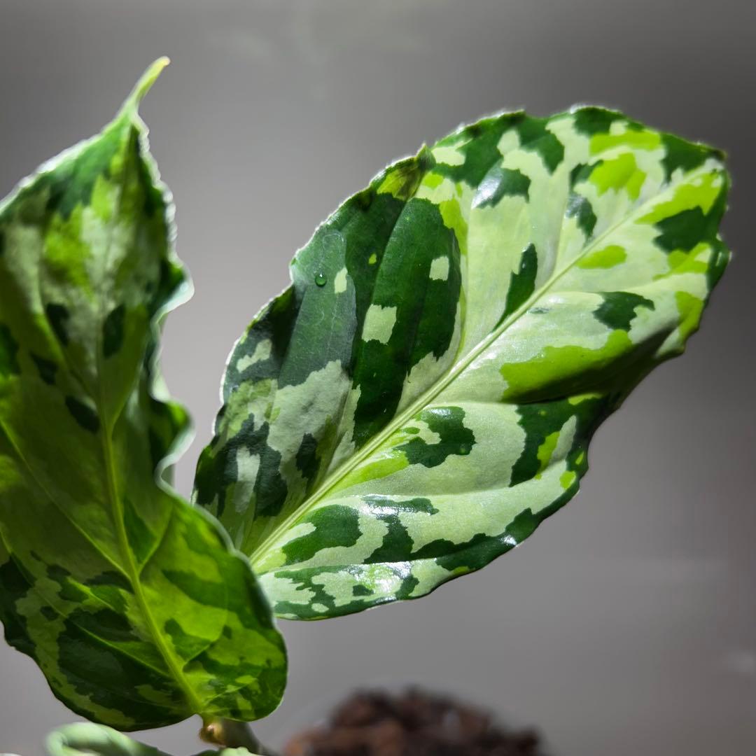 こ*た様 アグラオネマピクタムトリカラー「ラプラス箱個体」