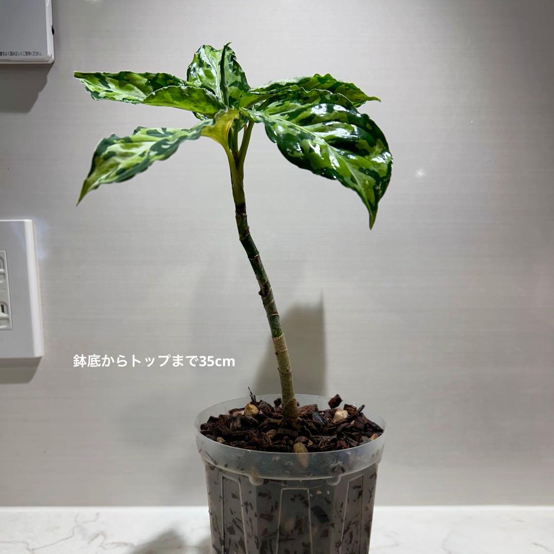 こ*た様 アグラオネマピクタムトリカラー「ラプラス箱個体」