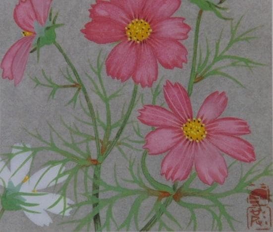 中島千波、コスモス、希少画集画、 新品高級額付