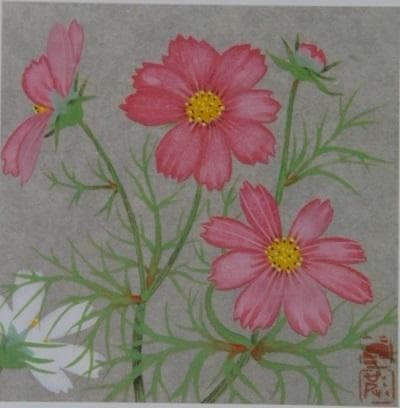 中島千波、コスモス、希少画集画、 新品高級額付