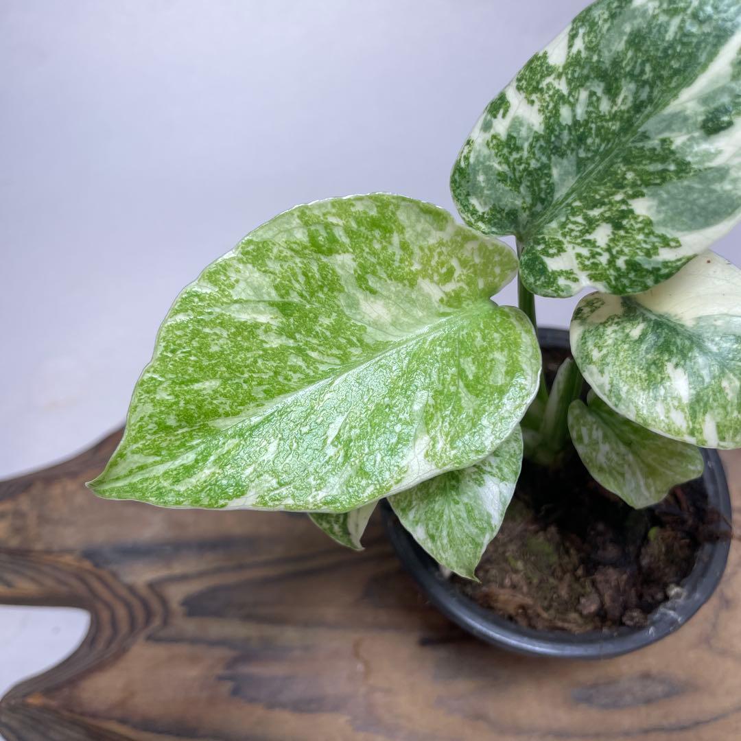 か*ぽ様 a132モンステラ　デリシオーサ　レガシー　斑入り　legacy Va