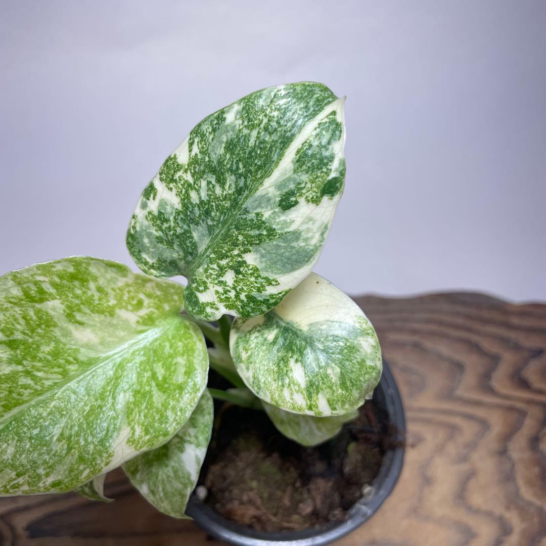 か*ぽ様 a132モンステラ　デリシオーサ　レガシー　斑入り　legacy Va