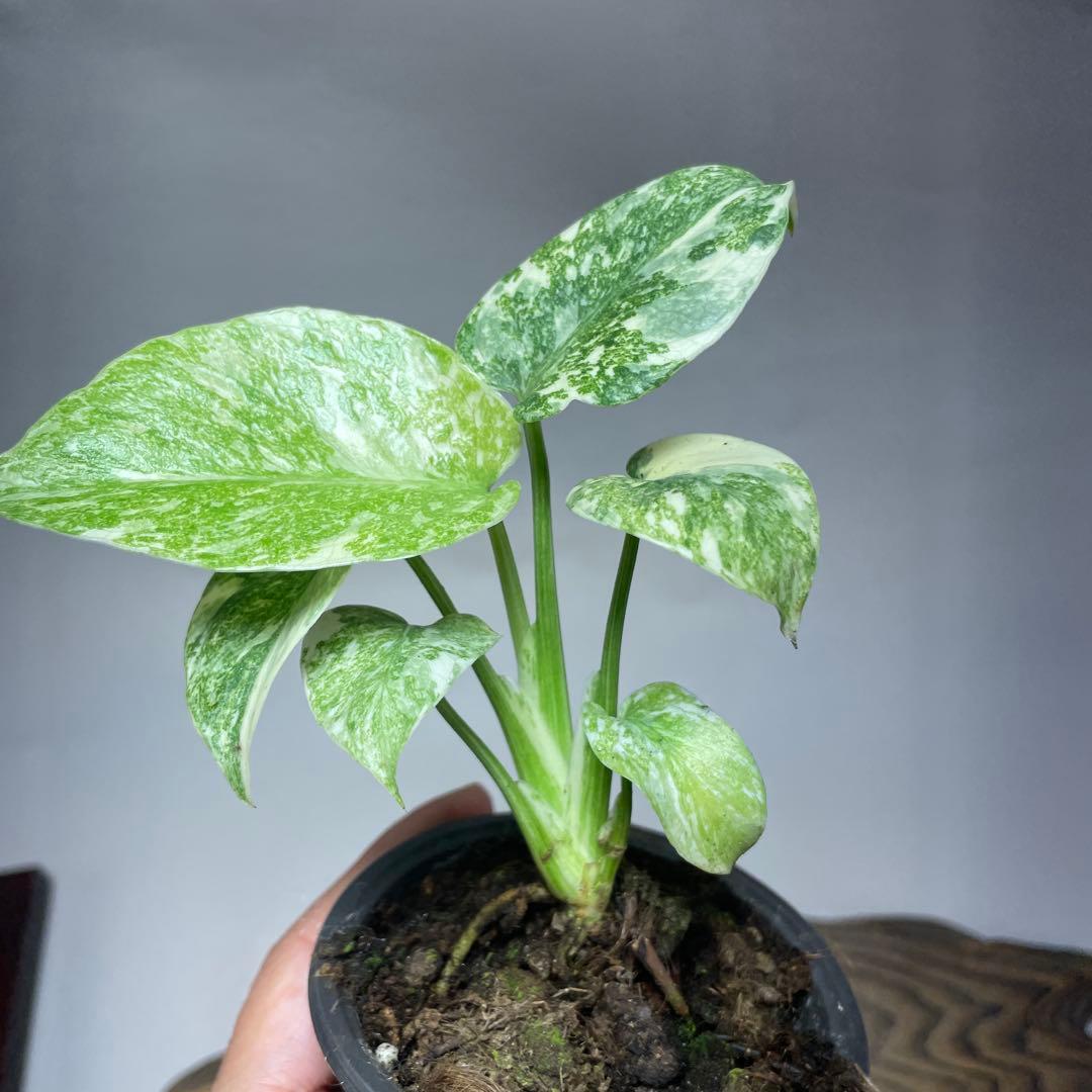 か*ぽ様 a132モンステラ　デリシオーサ　レガシー　斑入り　legacy Va