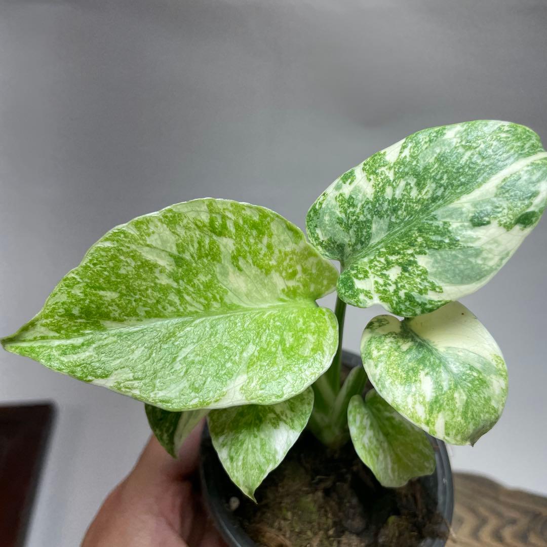 か*ぽ様 a132モンステラ　デリシオーサ　レガシー　斑入り　legacy Va