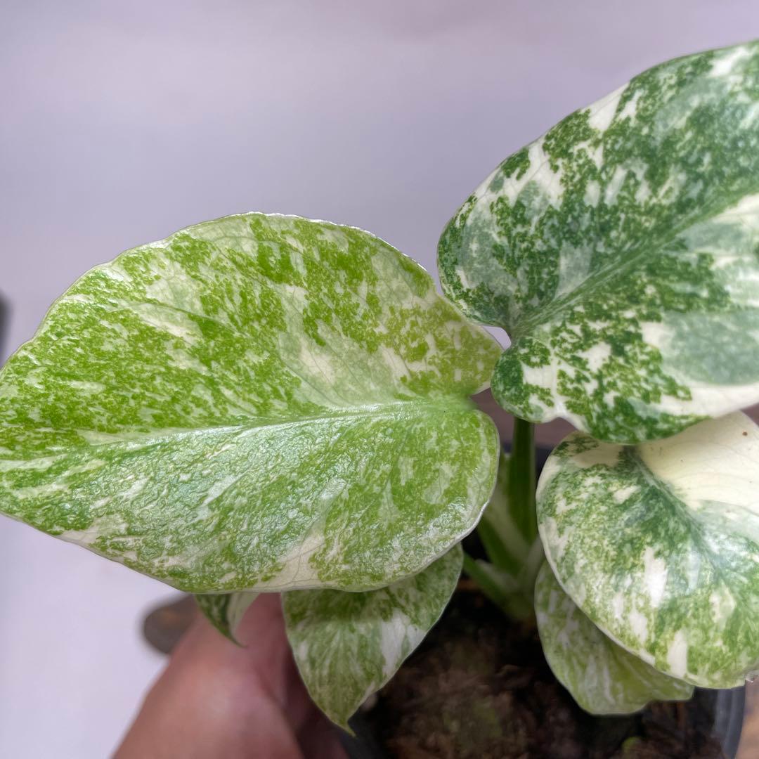 か*ぽ様 a132モンステラ　デリシオーサ　レガシー　斑入り　legacy Va