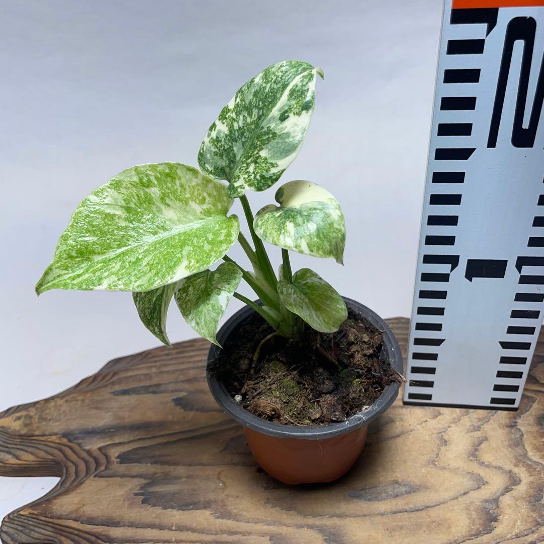 か*ぽ様 a132モンステラ　デリシオーサ　レガシー　斑入り　legacy Va