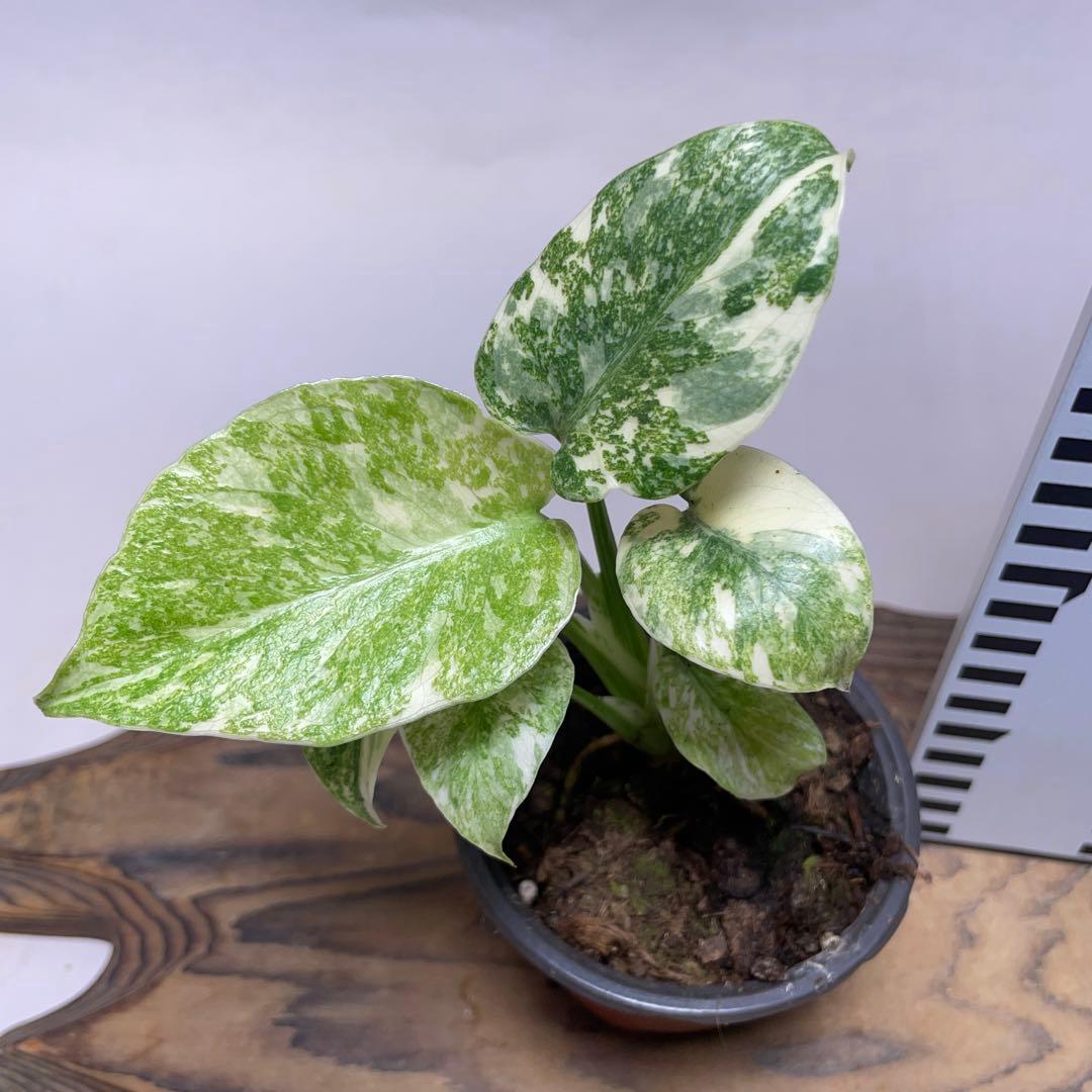 か*ぽ様 a132モンステラ　デリシオーサ　レガシー　斑入り　legacy Va